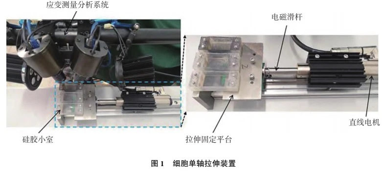 新拓三维DIC应变测量系统用于软组织生物力学表征 新拓三维DIC应变测量系统用于软组织生物力学表征